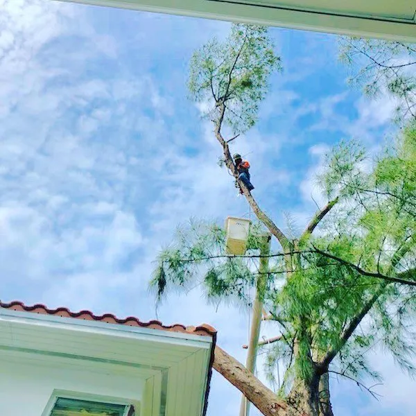 Reliable landscape design in Davie, FL - Steve's Tree & Landscape - Broward