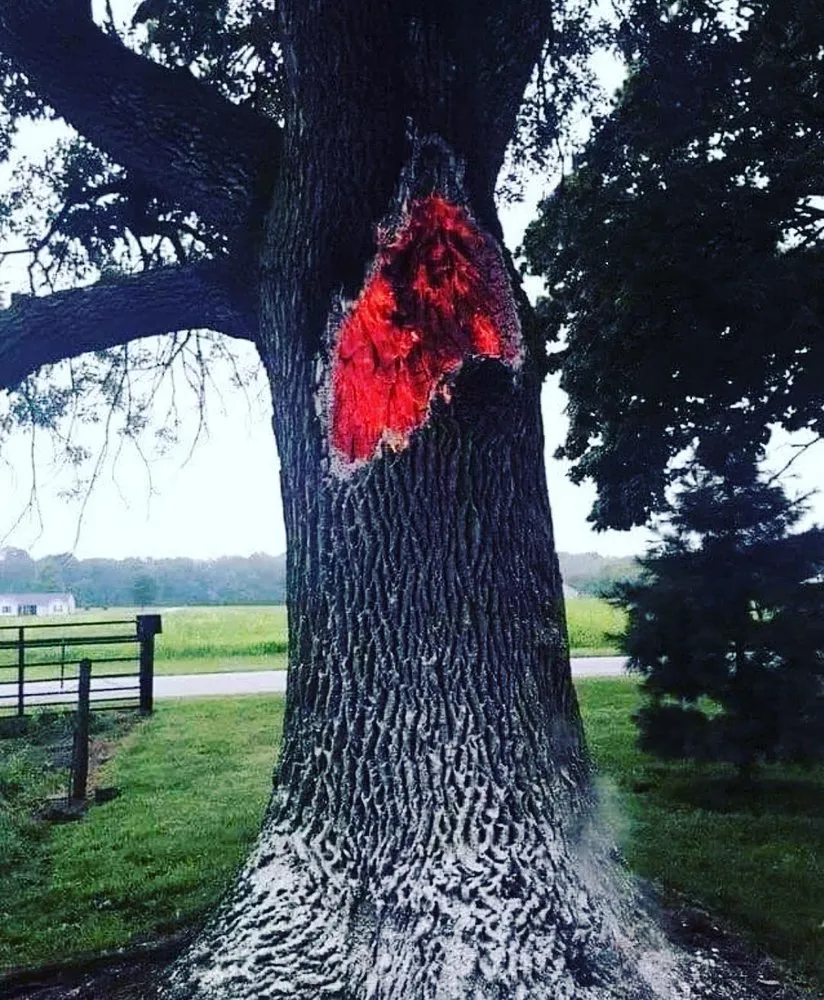 Professional yard maintenance in Davie, FL - Steve's Tree & Landscape - Broward