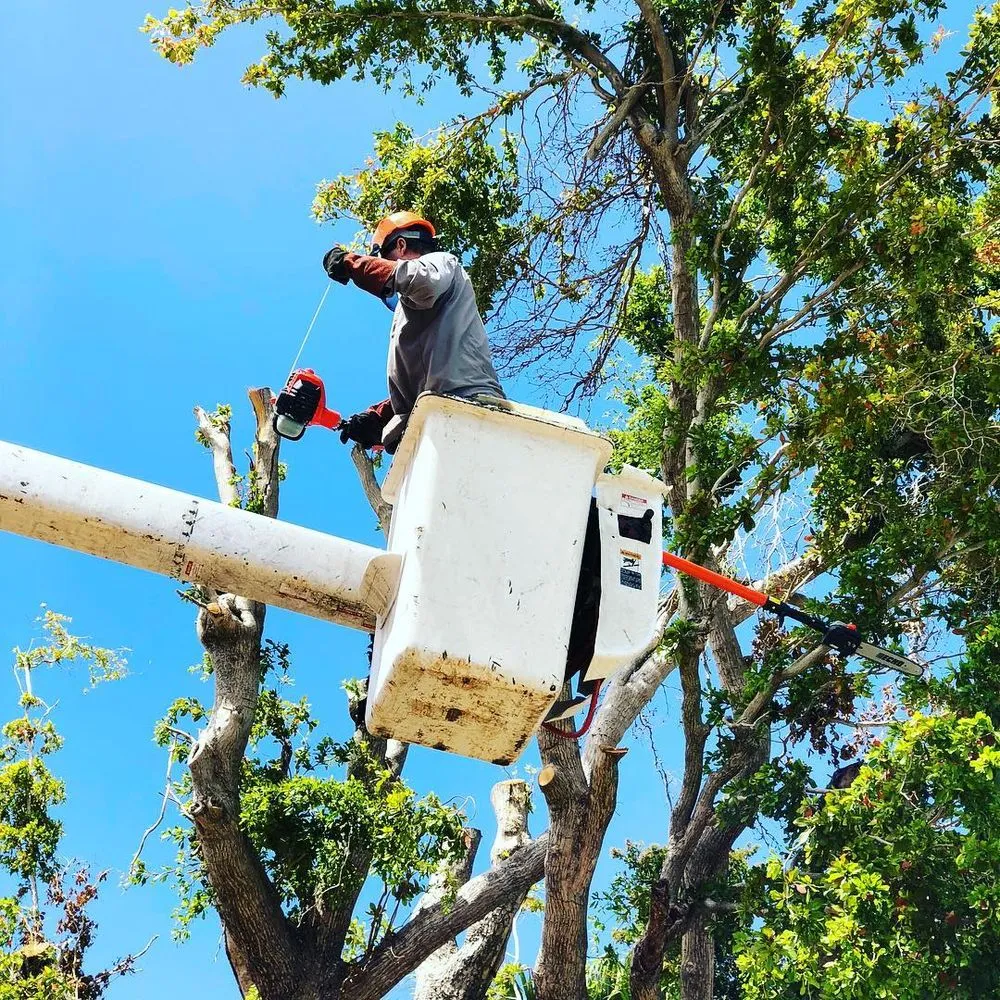 Professional landscape installation for beautiful yards in Davie, FL by Steve's Tree & Landscape - Broward