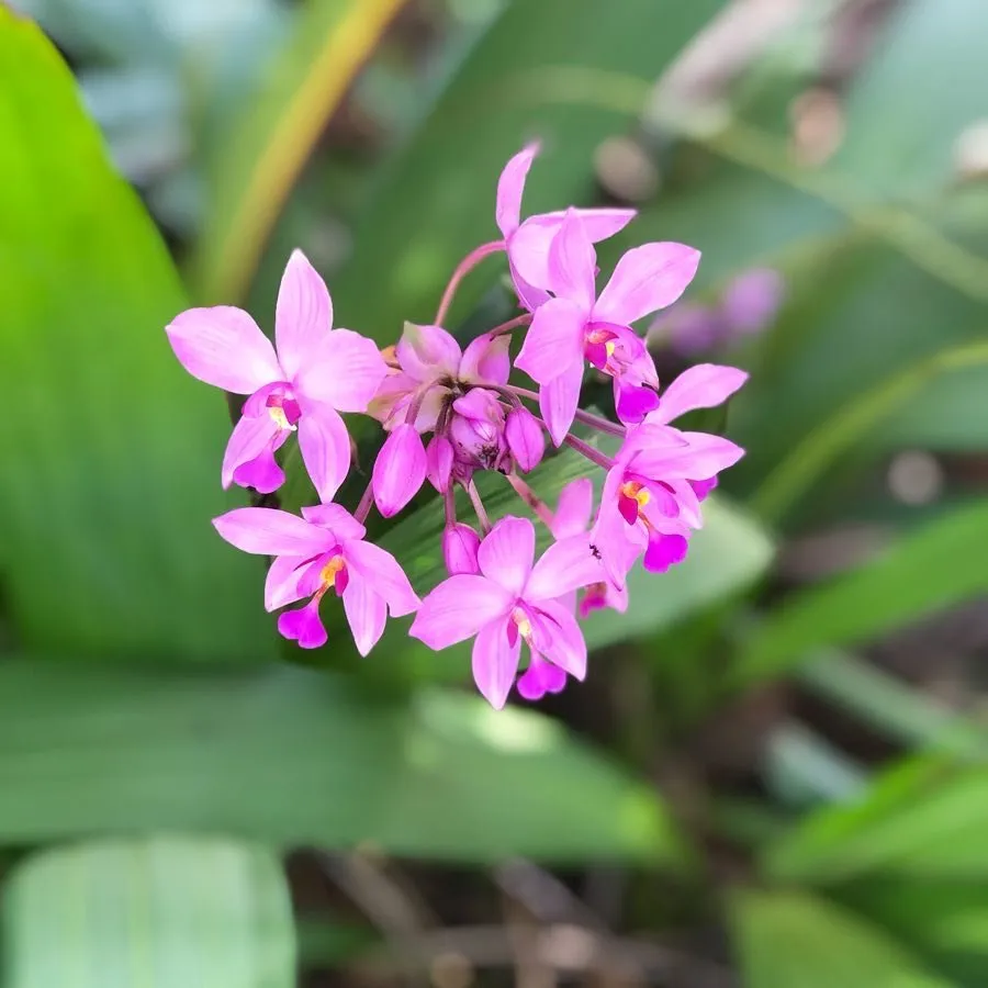 Affordable outdoor landscaping for homes across Davie, FL - Steve's Tree & Landscape - Broward