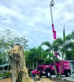 Reliable residential landscaping experts serving Fort Myers, FL - Steves Tree & Landscape - Fort Myers