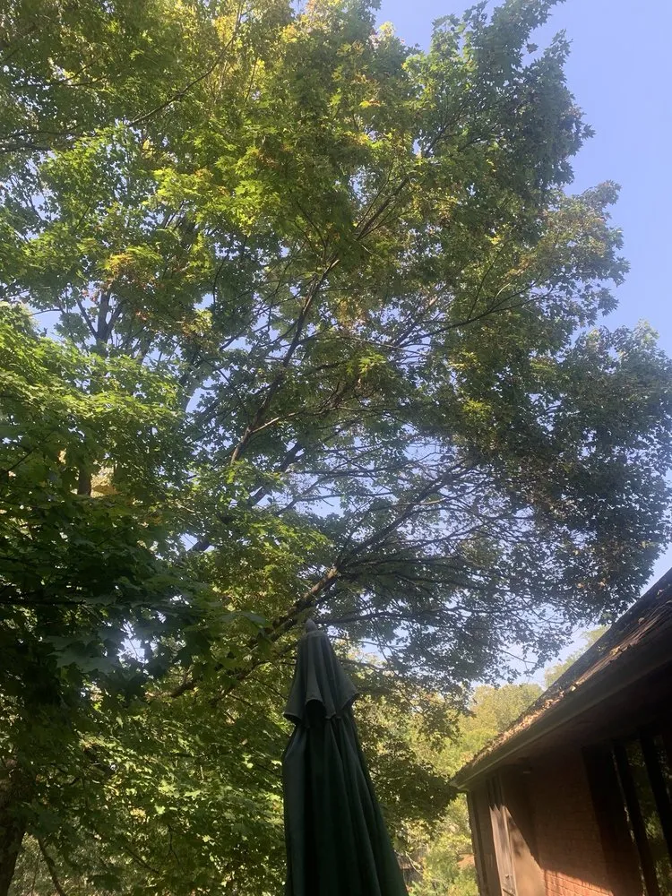 Local lawn mowing service in Springfield, OH - Steve's Tree Care & Property Maintenance