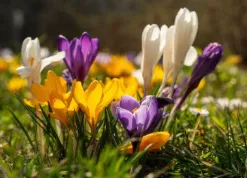 Custom lawn care service experts serving Springfield, OH - Steve's Tree Care & Property Maintenance