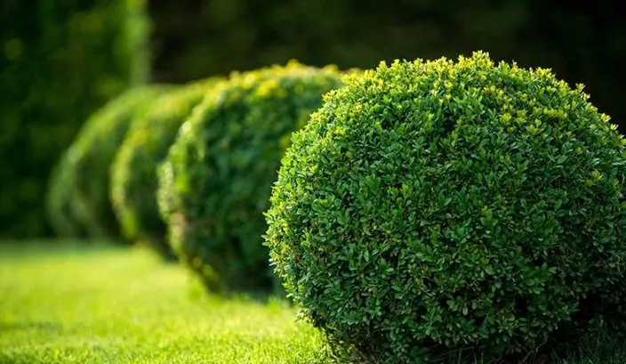 Trusted outdoor landscaping experts serving Springfield, OH - Steve's Tree Care & Property Maintenance