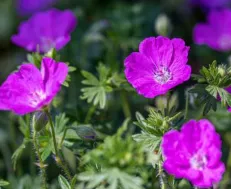 Trusted landscaping services in Springfield, OH - Steve's Tree Care & Property Maintenance