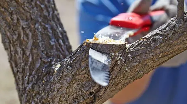 Local landscaping services in Springfield, OH - Steve's Tree Care & Property Maintenance