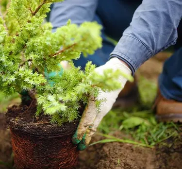 Professional outdoor landscaping experts serving Springfield, OH - Steve's Tree Care & Property Maintenance