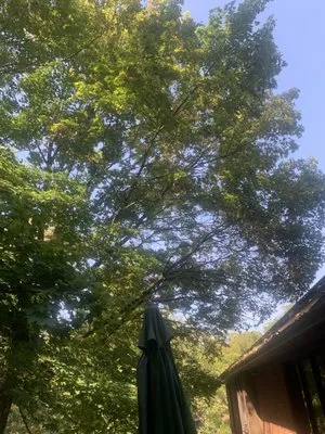 Steve's Tree Care & Property Maintenance Logo