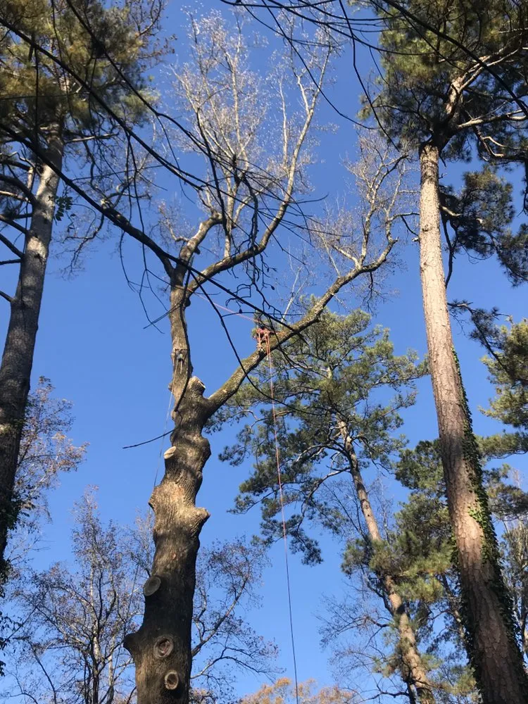 Trusted lawn mowing service experts serving Ellenwood, GA - Steve's Tree Service & Landscape