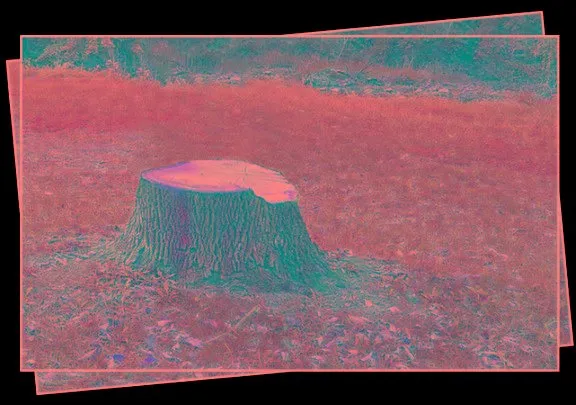 Reliable garden landscaping in Lake Placid, FL - Steve's Tree Service