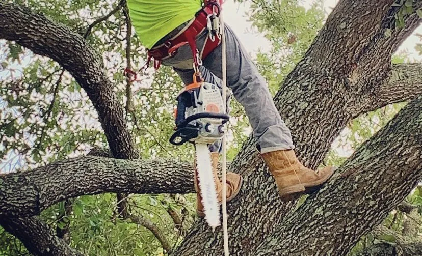 Expert landscaping services with custom design in Rosenberg, TX by Steve's Tree Service