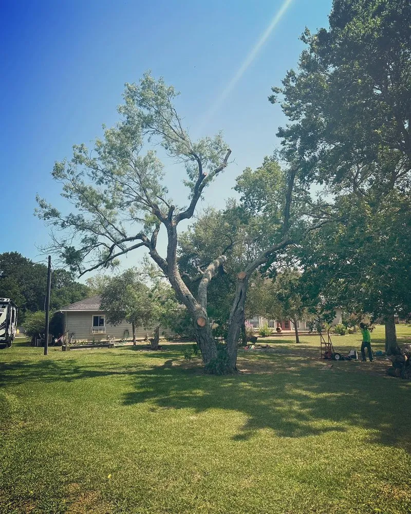 Professional lawn care service with custom design across Rosenberg, TX - Steve's Tree Service