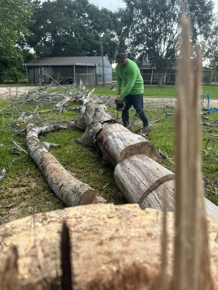 Local landscaping services in Rosenberg, TX by Steve's Tree Service