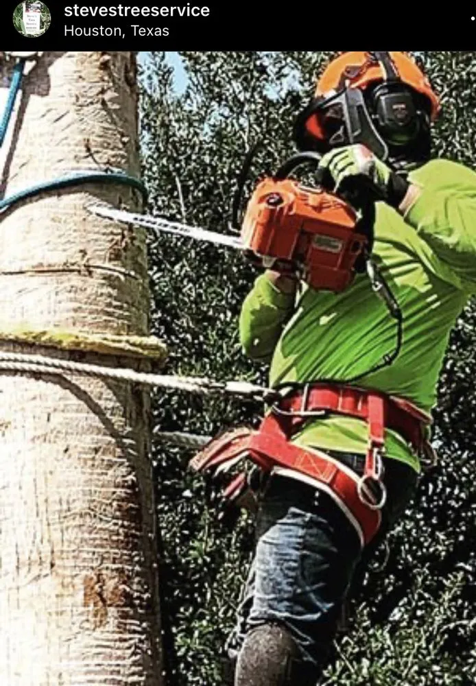 Trusted yard maintenance experts serving Rosenberg, TX - Steve's Tree Service
