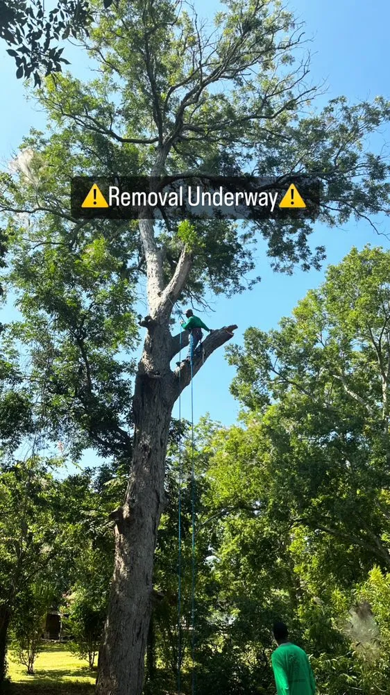 Reliable garden landscaping in Rosenberg, TX by Steve's Tree Service