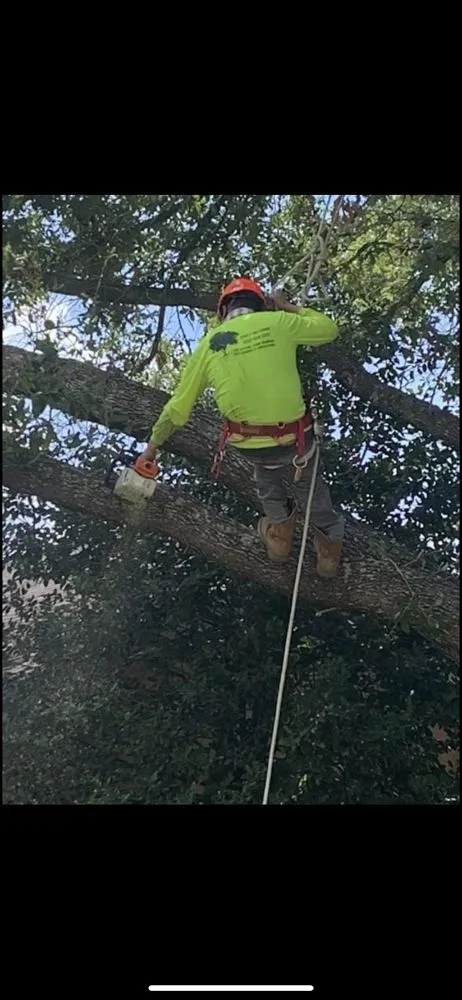 Expert yard cleanup service for year-round maintenance across Rosenberg, TX - Steve's Tree Service