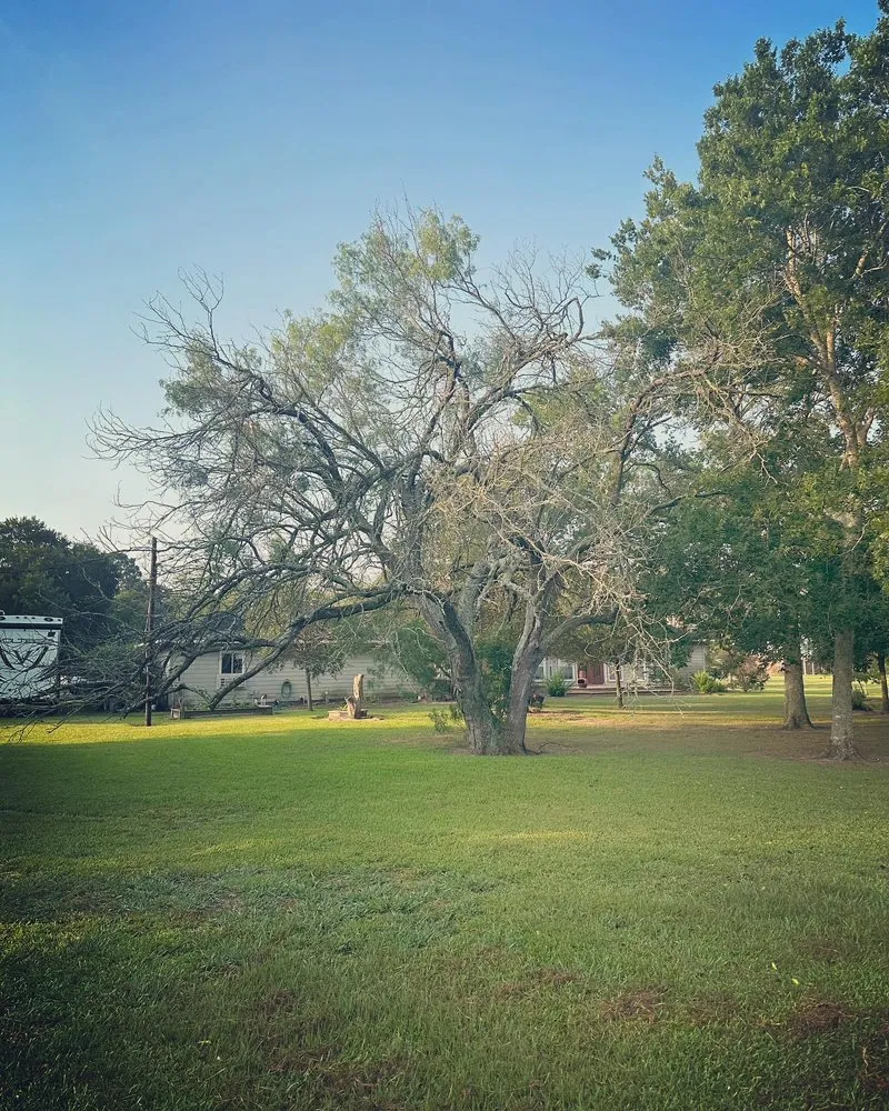Custom residential landscaping in Rosenberg, TX by Steve's Tree Service