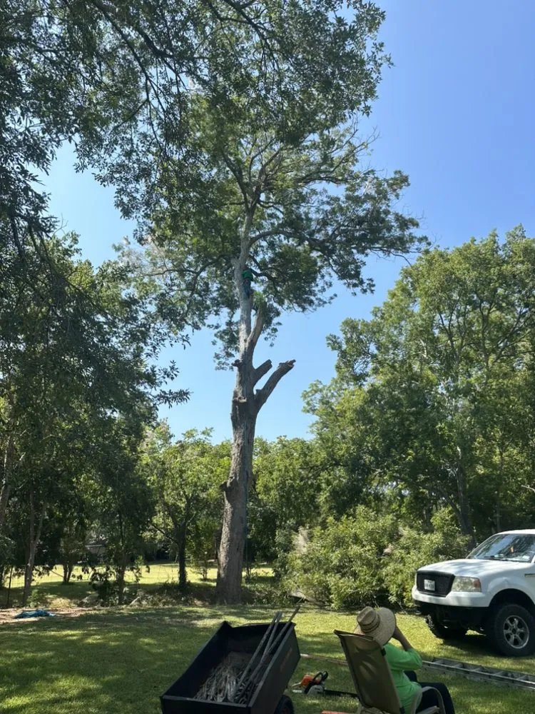 Trusted yard cleanup service near you in Rosenberg, TX by Steve's Tree Service