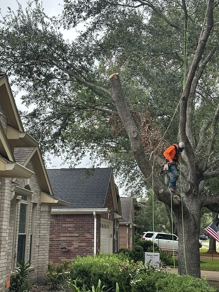 Local landscaping services in Rosenberg, TX by Steve's Tree Service