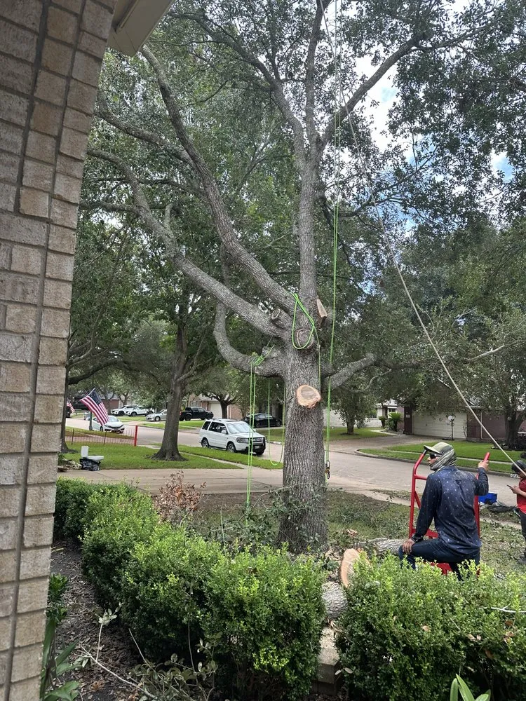 Top-rated landscaping services for outdoor upgrades in Rosenberg, TX by Steve's Tree Service