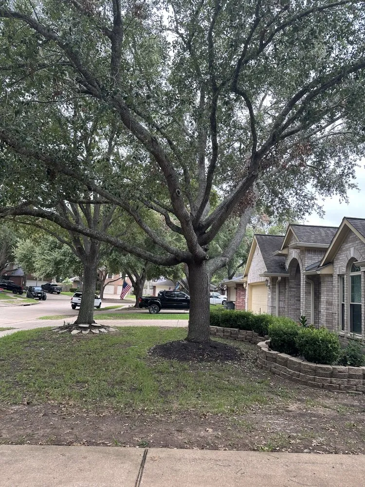 Professional yard cleanup service for year-round maintenance across Rosenberg, TX - Steve's Tree Service