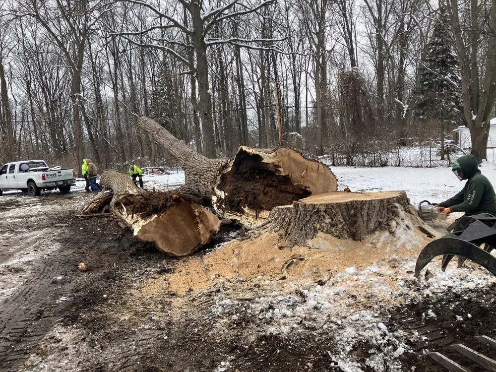 Affordable yard maintenance for homes in Holland, OH by Steve's Tree Services