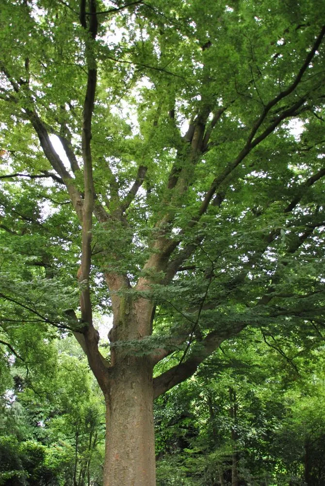 Custom residential landscaping experts serving Fredericksburg, VA - Steves Trees