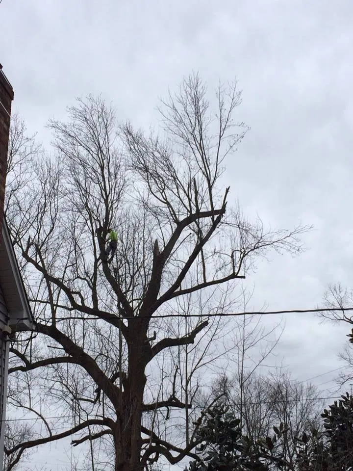 Trusted garden landscaping experts serving Fredericksburg, VA - Steves Trees