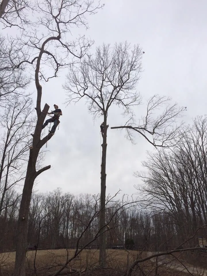 Reliable landscaping services experts serving Fredericksburg, VA - Steves Trees