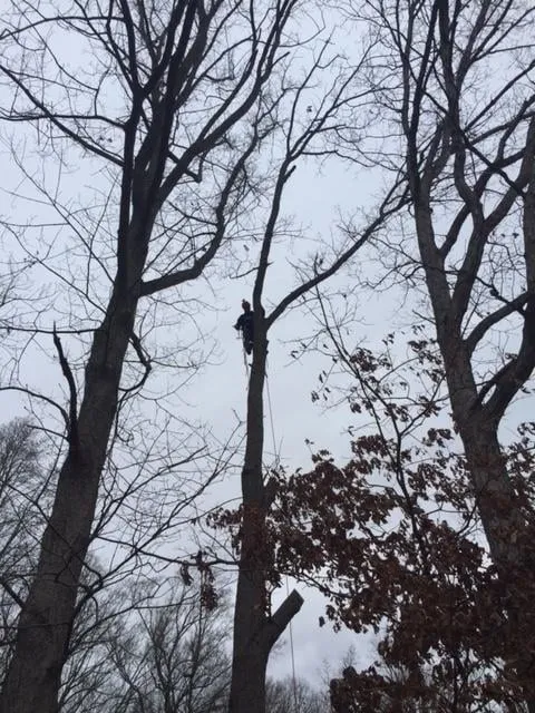 Expert garden landscaping experts serving Fredericksburg, VA - Steves Trees