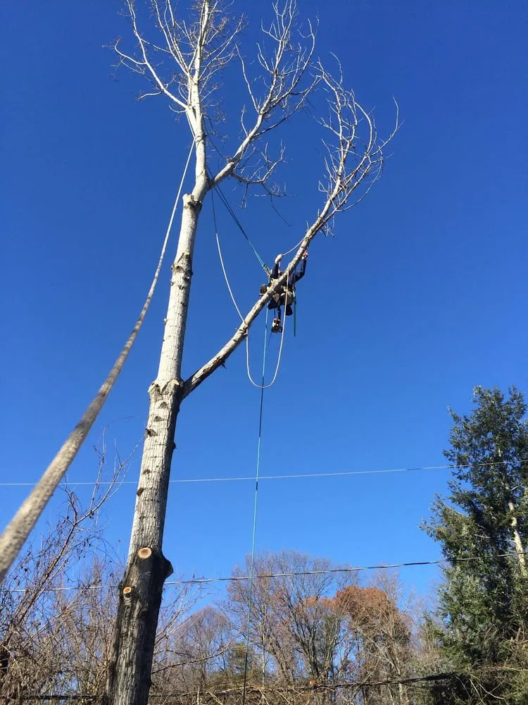 Custom lawn mowing service in Fredericksburg, VA - Steves Trees