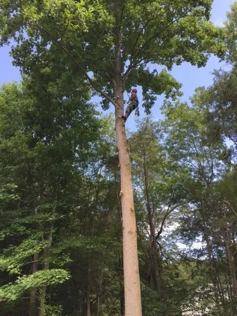 Local landscape design for outdoor upgrades in Fredericksburg, VA by Steves Trees