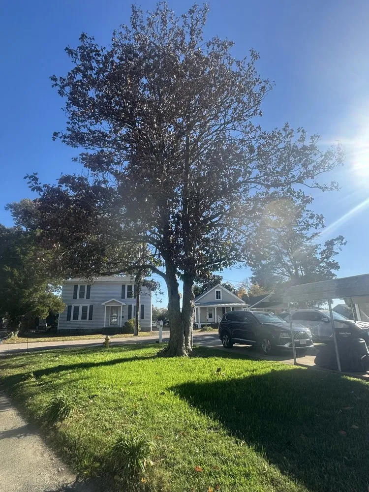 Trusted landscape design in Fredericksburg, VA by Steves Trees