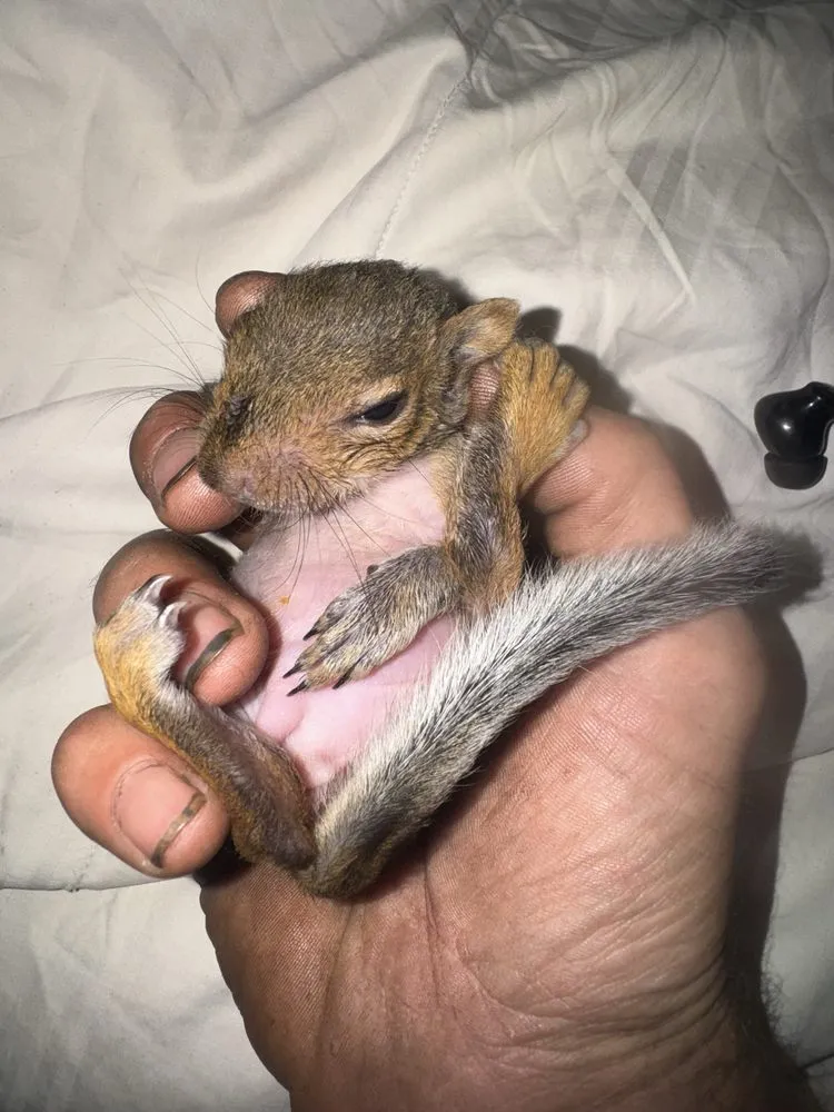 Local lawn mowing service for year-round maintenance across Fredericksburg, VA - Steves Trees