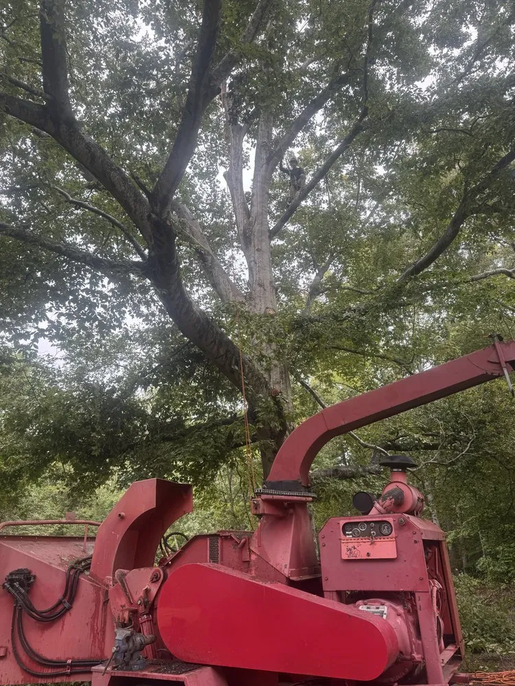 Trusted landscape design with custom design across Fredericksburg, VA - Steves Trees