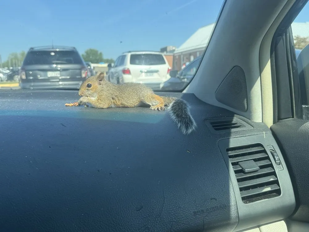 Expert outdoor landscaping for year-round maintenance in Fredericksburg, VA by Steves Trees