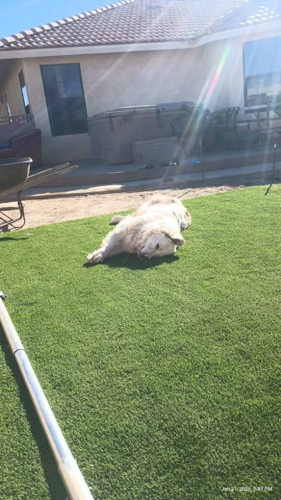 Trusted lawn mowing service experts serving Kingman, AZ - Stevie's Workers