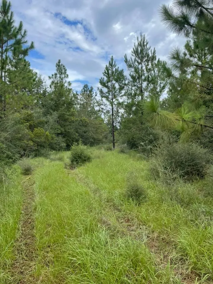 Expert landscape design in Cantonment, FL - Stevison's Landscaping