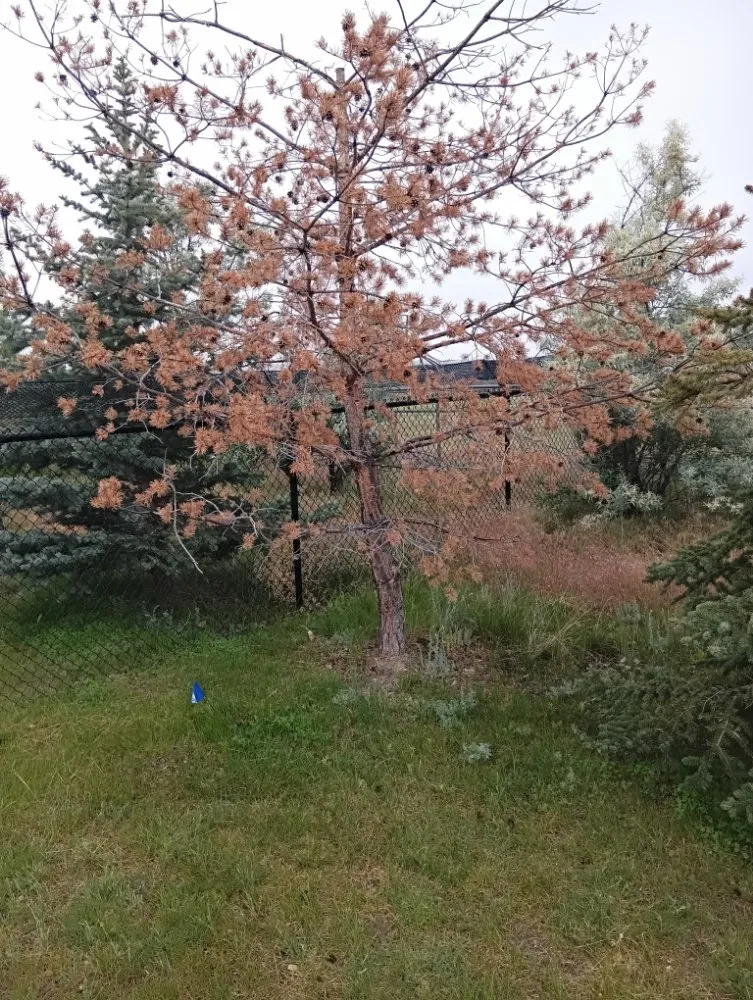 Trusted landscape installation experts serving Helena, MT - Stewart Family Landscaping