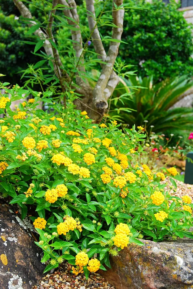 Expert garden landscaping for outdoor upgrades in Tomball, TX by Stewart Lawn & Garden