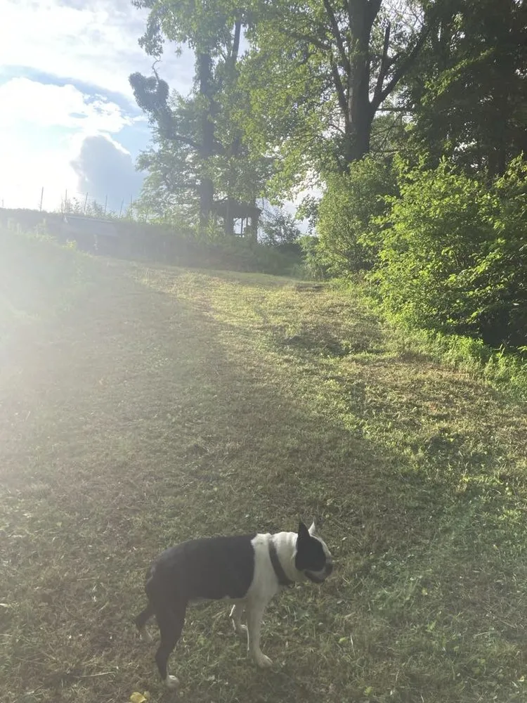 Local lawn care service for residential properties across Waynesville, NC - Stewart small engine repair