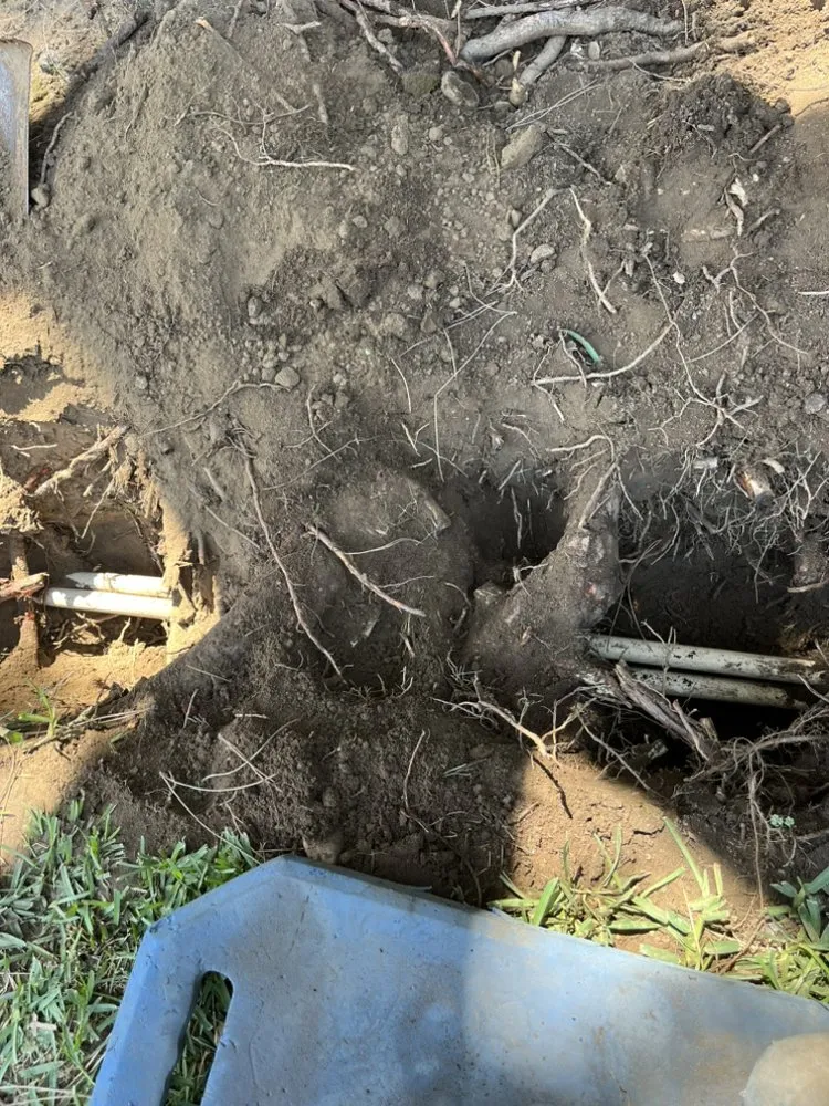 Trusted yard cleanup service in Fontana, CA by Stewart’s Landscaping & Sprinkler Repair