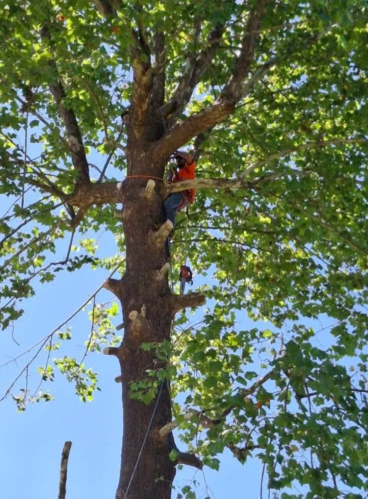 Top-rated garden landscaping near you in Surgoinsville, TN by Stewart's Lawn and Tree Service