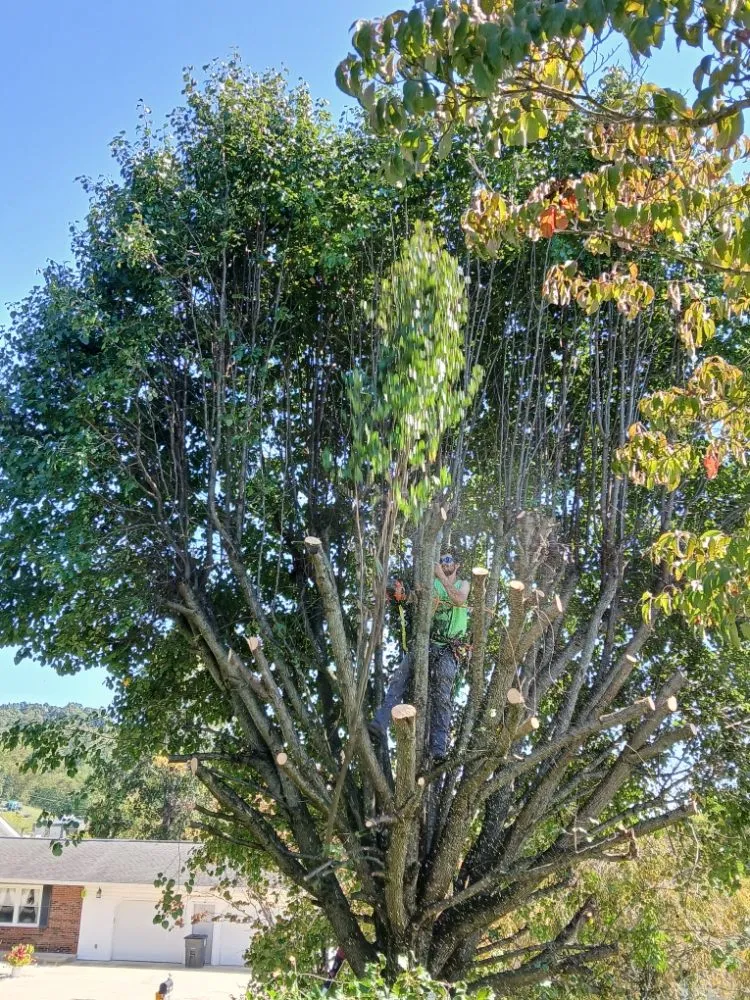 Trusted lawn care service for beautiful yards across Surgoinsville, TN - Stewart's Lawn and Tree Service