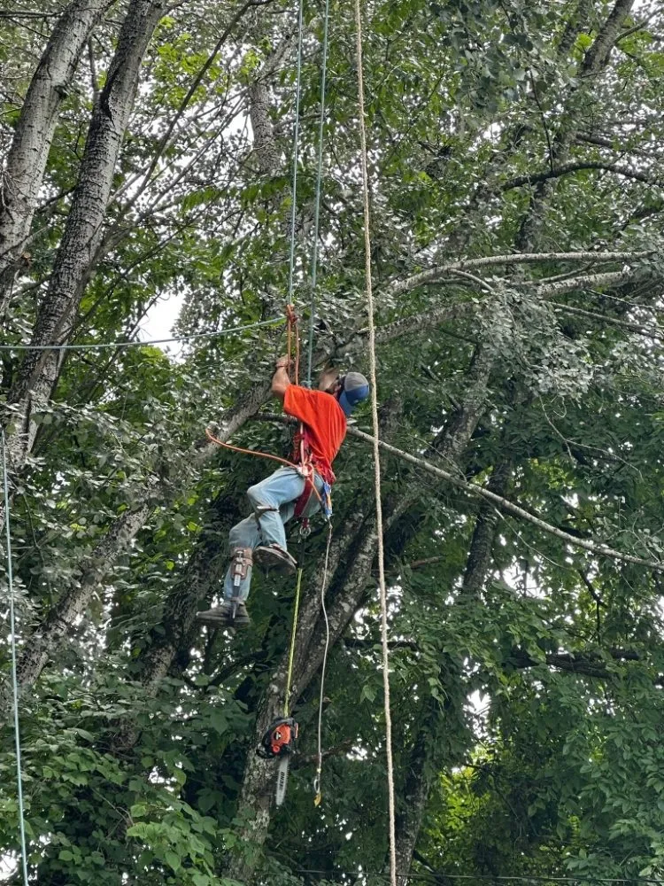 Expert outdoor landscaping in Surgoinsville, TN - Stewart's Lawn and Tree Service