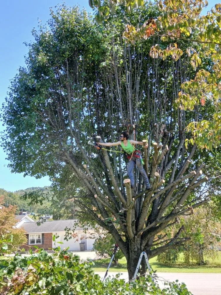 Local yard cleanup service experts serving Surgoinsville, TN - Stewart's Lawn and Tree Service