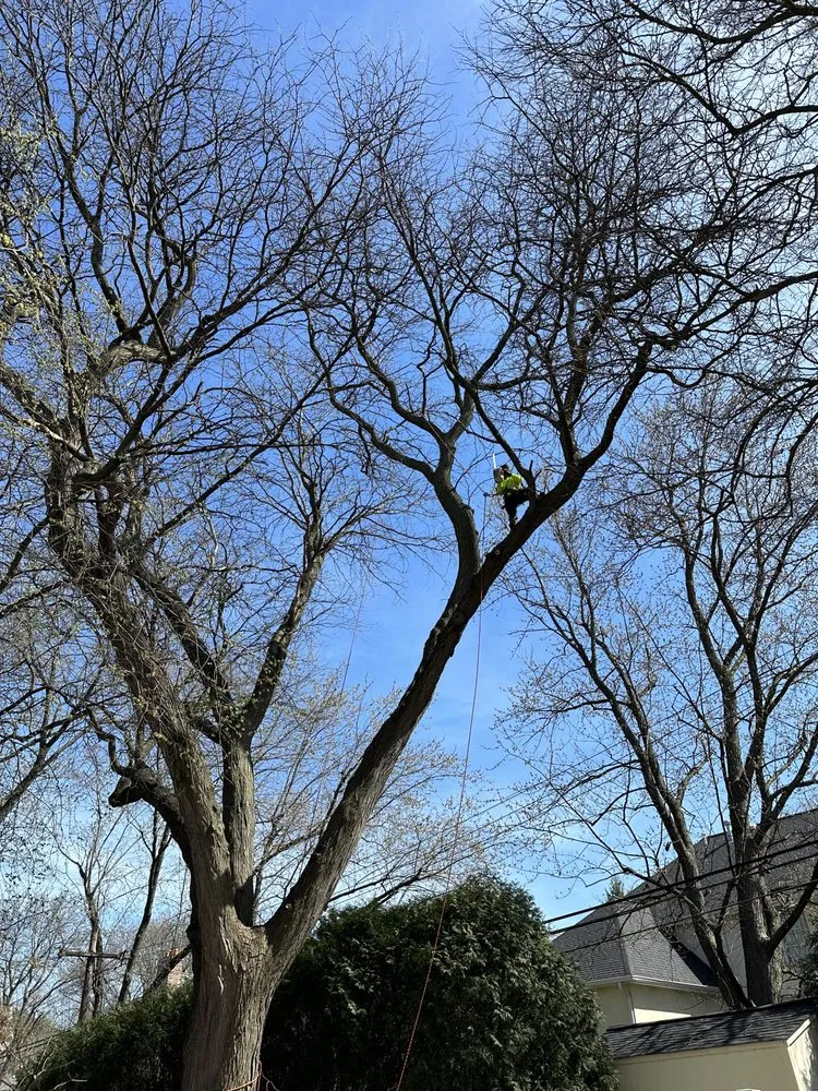 Trusted yard maintenance in West Chicago, IL - Sticks N Chips Tree Experts and Landscaping