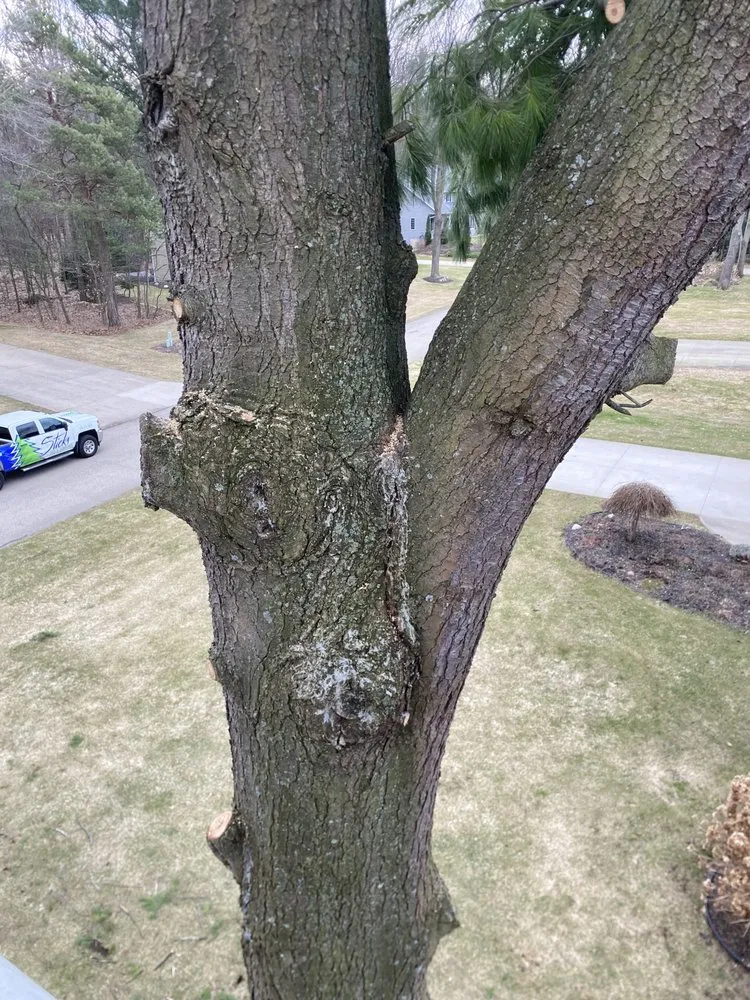 Reliable lawn mowing service in Holland, MI by Sticks Tree and Trimmings