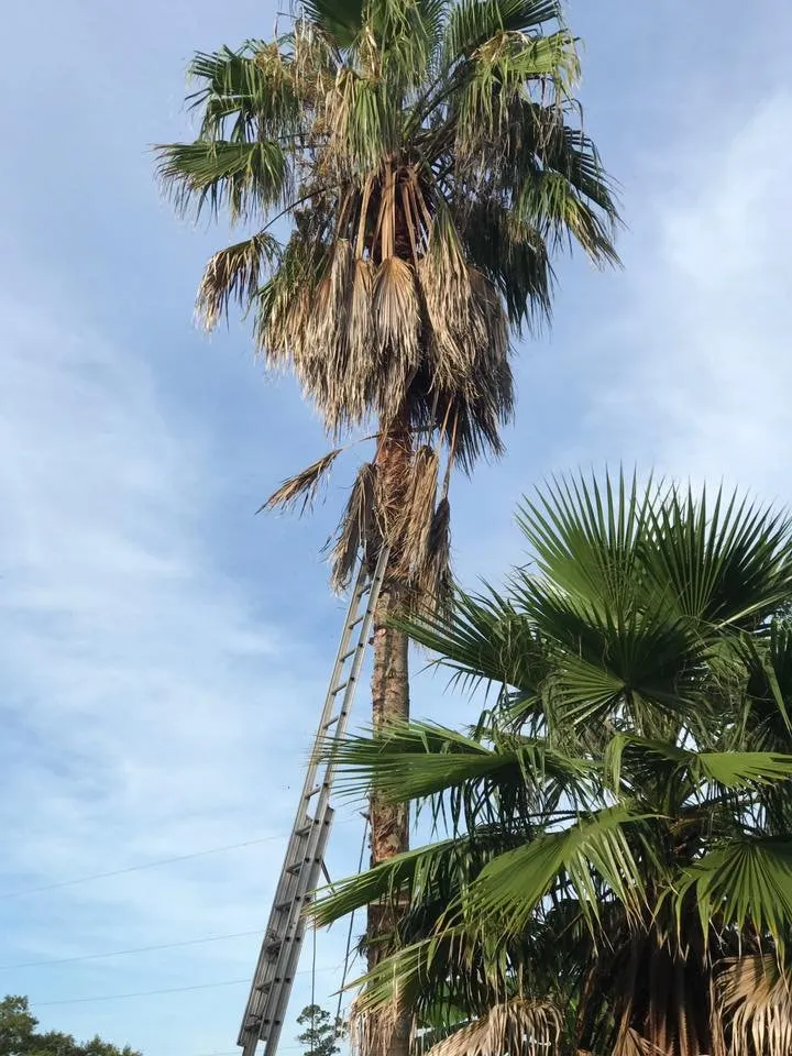 Professional outdoor landscaping for year-round maintenance in Cypress, TX by Sticks Tree Service