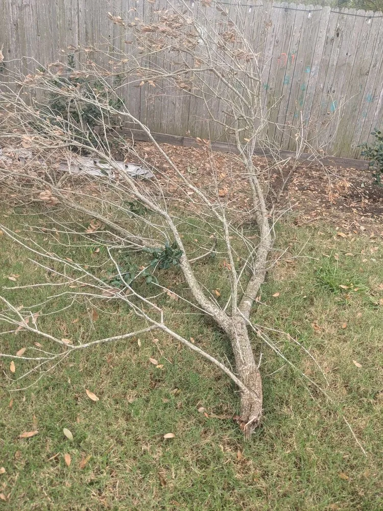 Expert yard maintenance in Cypress, TX - Sticks Tree Service